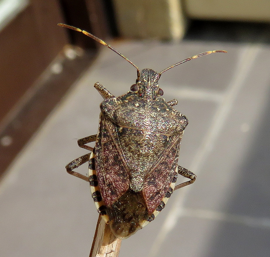 Pentatomidae da Vienna (Austria): Halyomorpha halys (Pentatomidae)