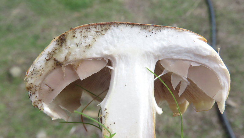 Uno Agaricales da Creta?