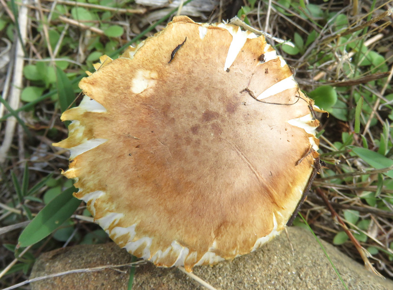 Uno Agaricales da Creta?