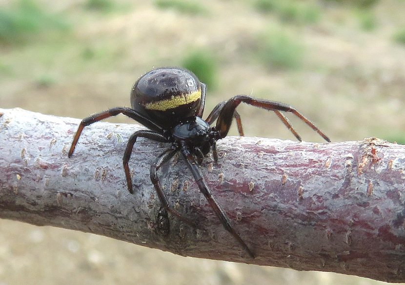 Steatoda paykulliana - Creta meridionale