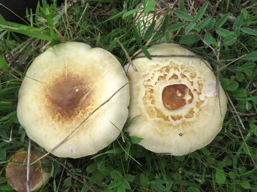 Uno Agaricales da Creta?