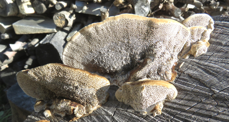 Creta: fungo su legno di carrubo morto