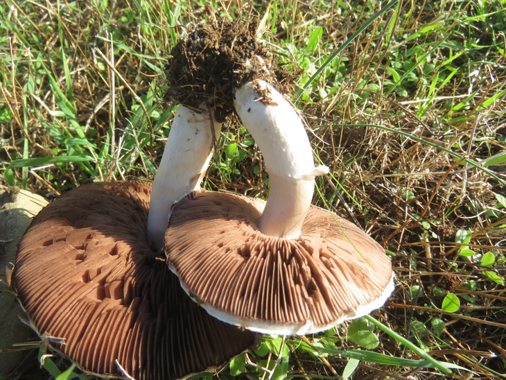 Uno Agaricales da Creta?