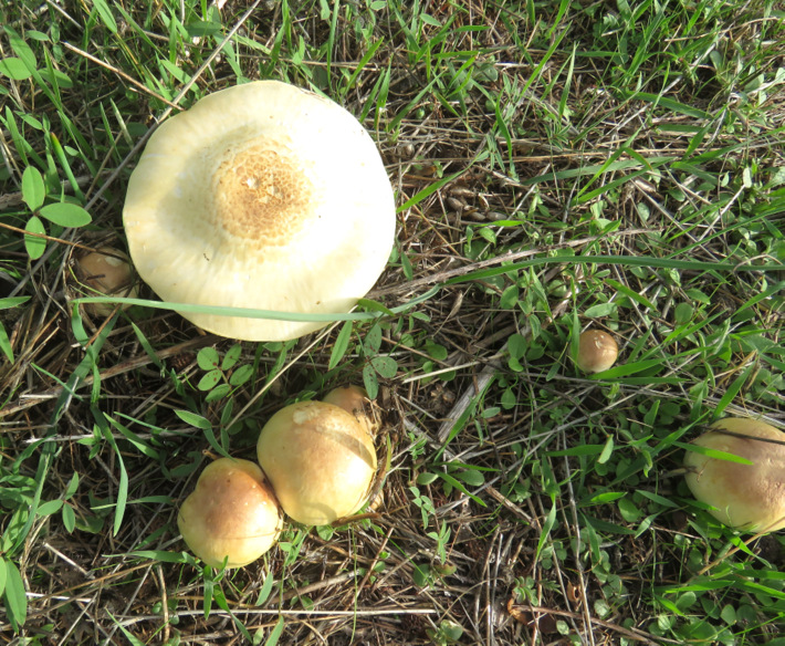 Uno Agaricales da Creta?