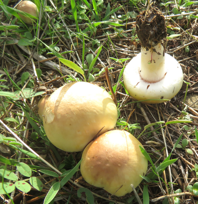 Uno Agaricales da Creta?