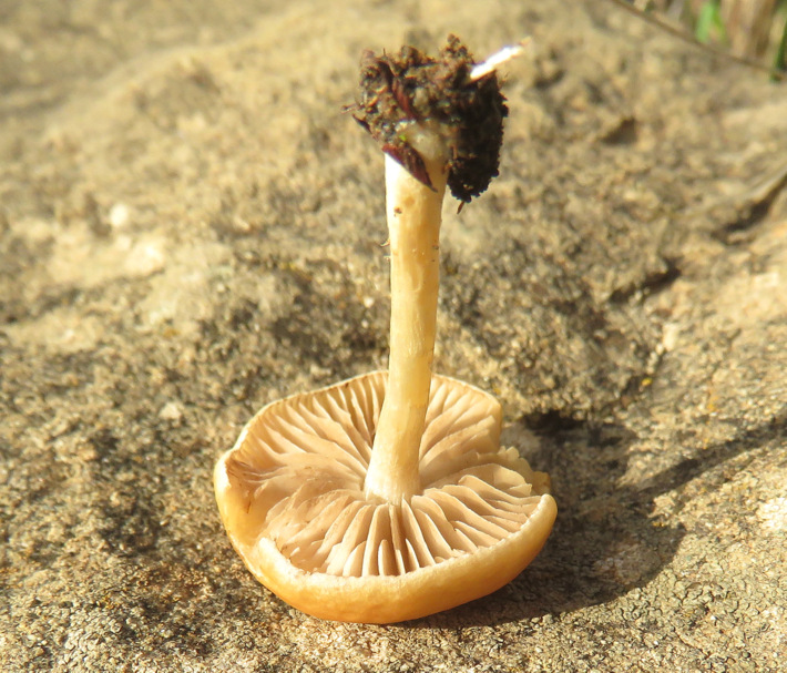 un piccolo fungo di Creta