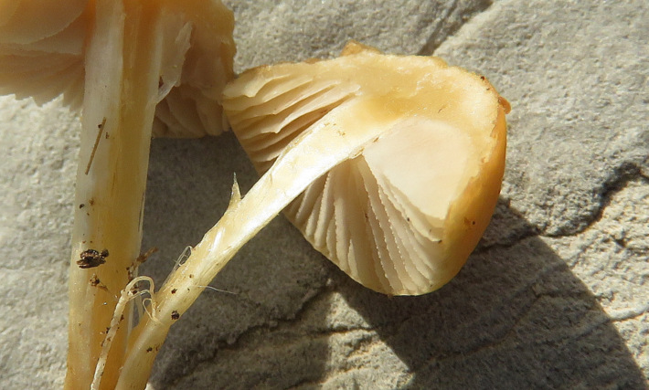 un piccolo fungo di Creta