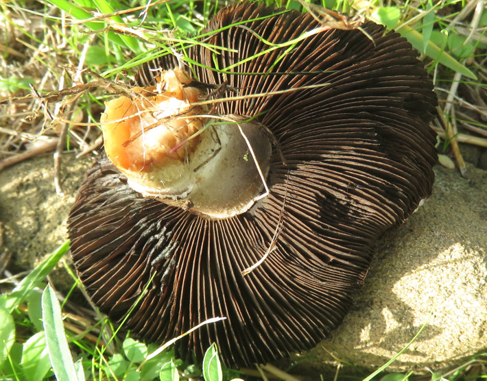 Uno Agaricales da Creta?