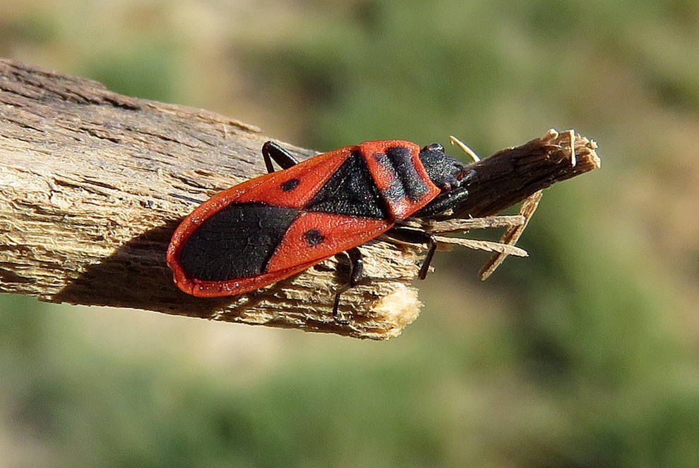 Miridae (da Creta)?  No, Pyrrhocoridae: Scantius aegyptius