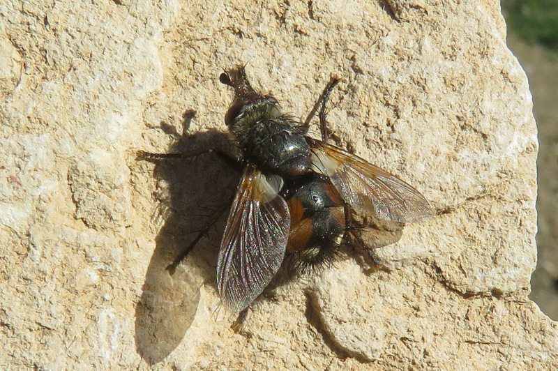 Syrphidae? No, Tachinidae: Tachina magnicornis (=nupta)