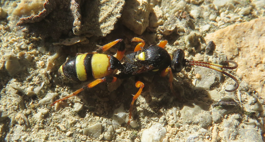 Da Creta:  Ichneumonidae ... Ichneumonidae Ichneumoninae, femmina