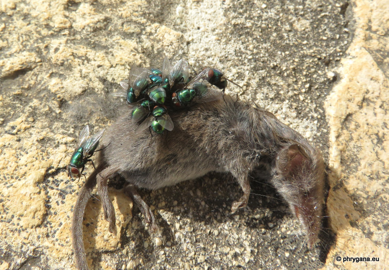 mosche colorate metalliche su un cadavere:  Lucilia sericata...