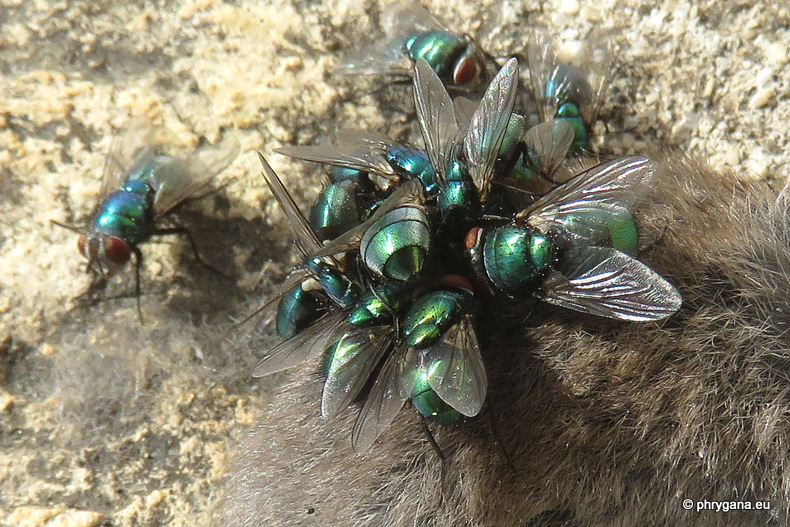 mosche colorate metalliche su un cadavere:  Lucilia sericata...