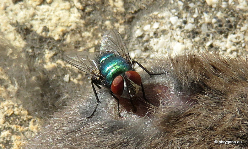 mosche colorate metalliche su un cadavere:  Lucilia sericata...
