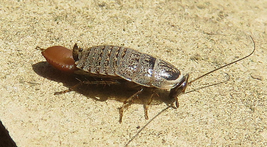 Loboptera?  No,Phyllodromica subaptera