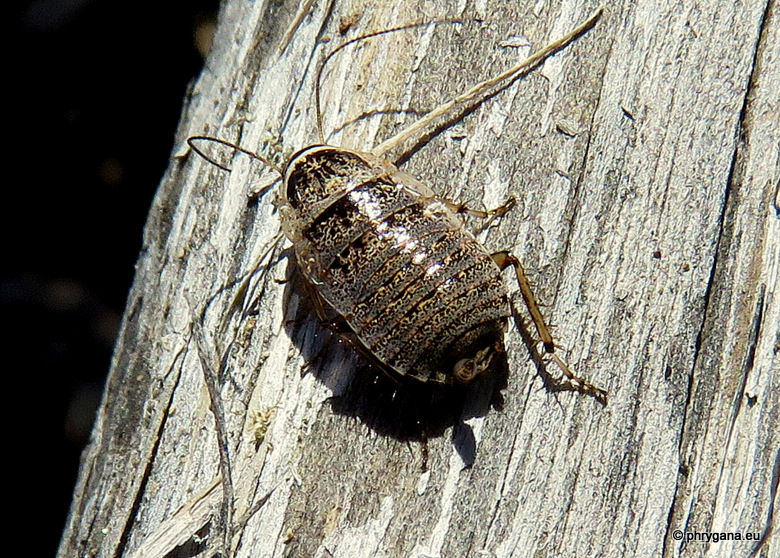 Loboptera?  No,Phyllodromica subaptera