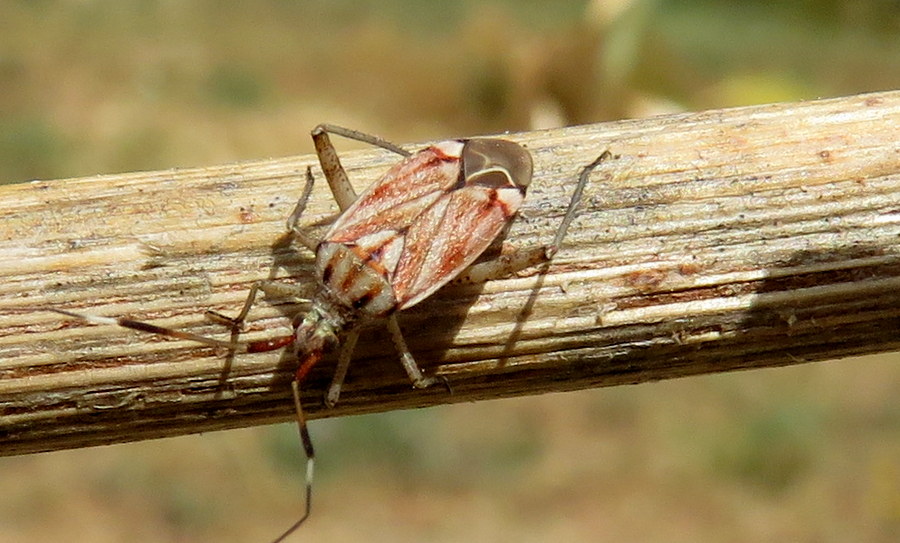 Da Creta: Closterotomus histrio histrio (Miridae)