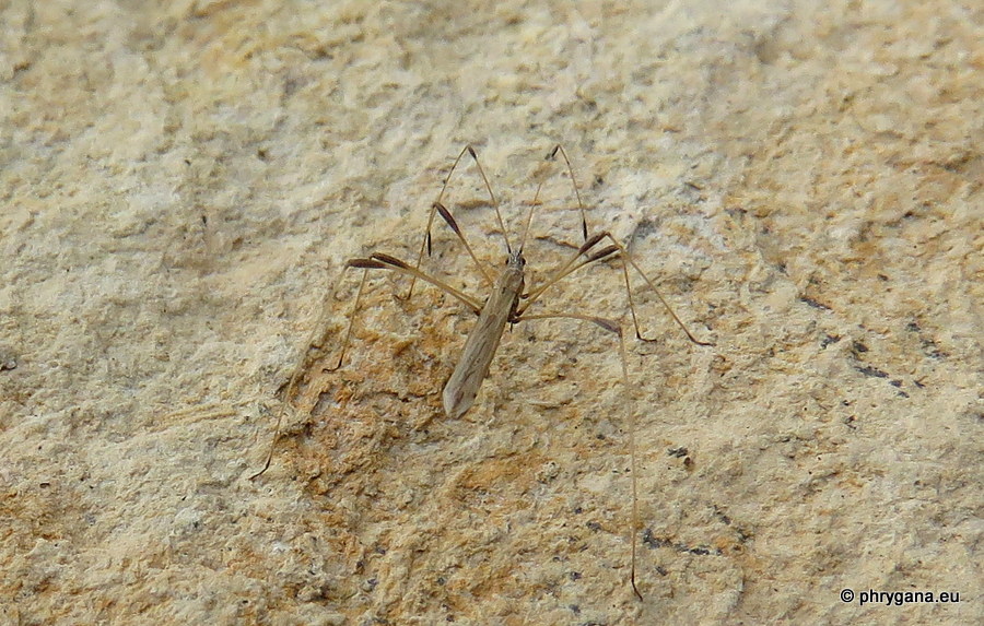 Da Creta:   Berytidae: Neides sp.