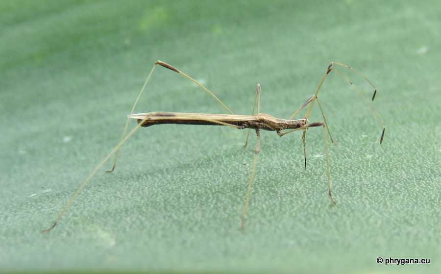 Da Creta:   Berytidae: Neides sp.