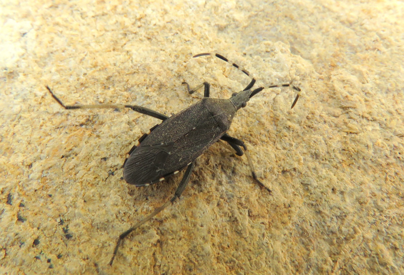 Dicranocephalus marginicollis (Stenocephalidae) da Creta