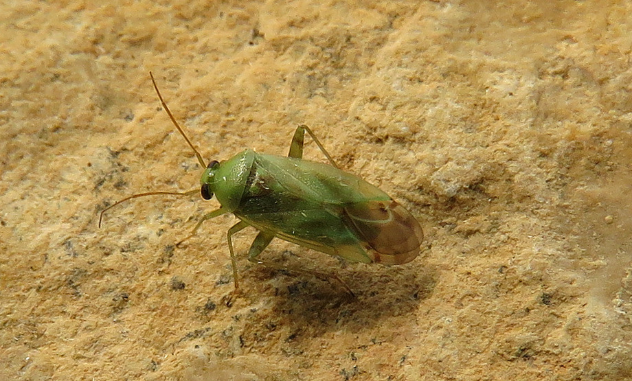 Heteroptera: Taylorilygus apicalis di Creta