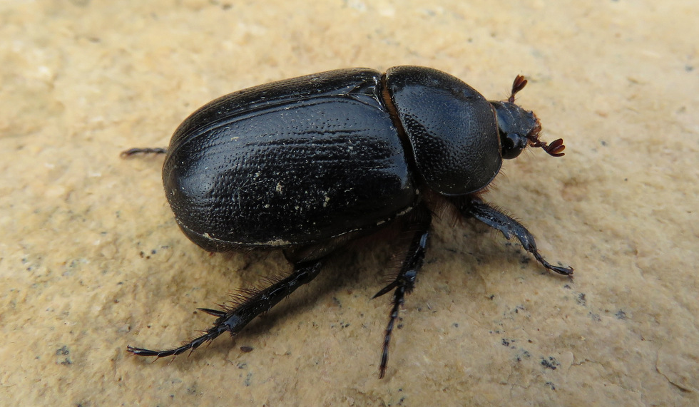 dynastidae sud di Creta: Pentodon algerinus dispar