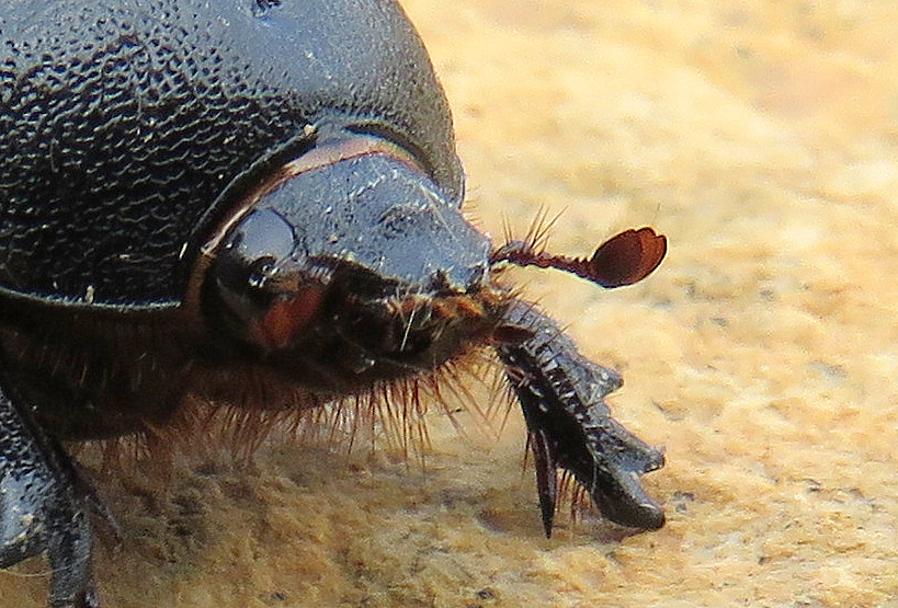 dynastidae sud di Creta: Pentodon algerinus dispar