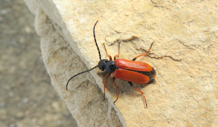 Da Creta: Cerambycidae?  No, Meloidae:  cfr. Apalus creticus