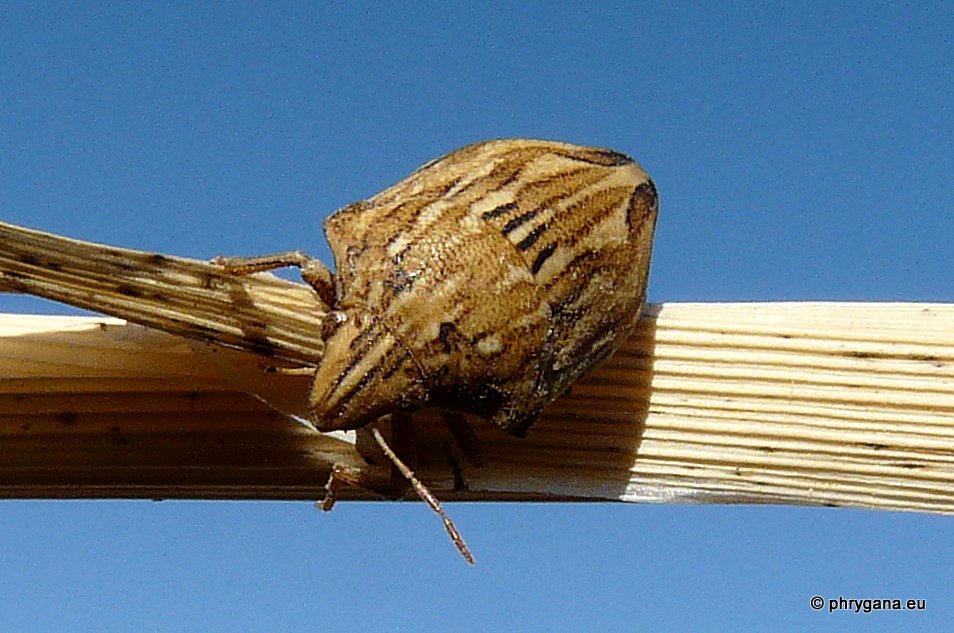 Odontotarsus robustus de Crte