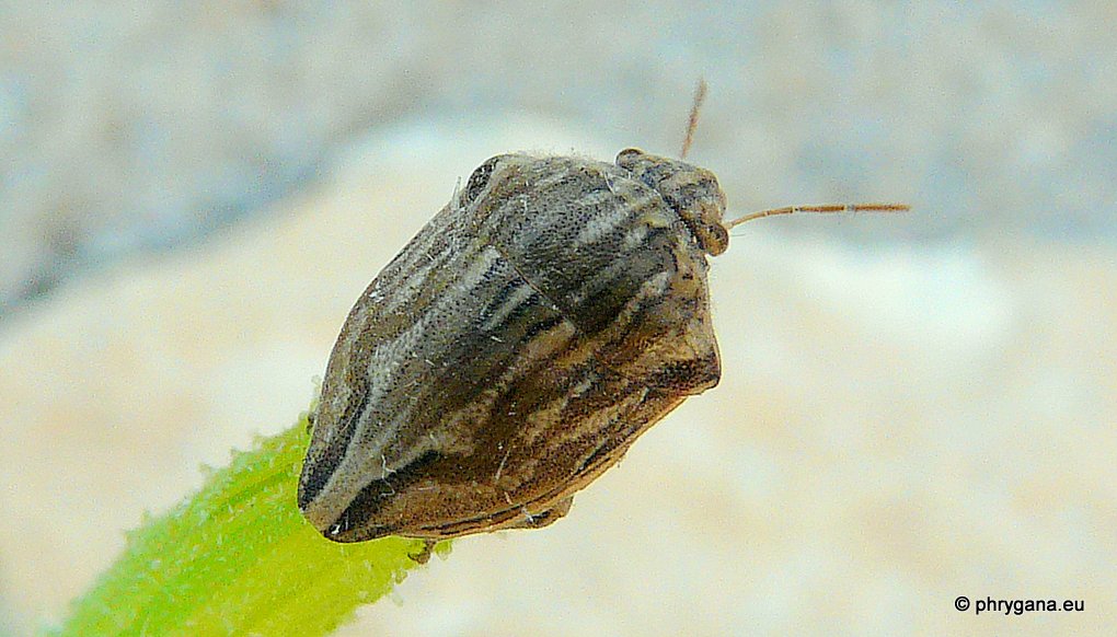 Odontotarsus robustus de Crte