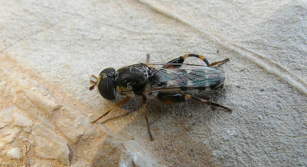 Syrphidae? Femmina di Syritta pipiens