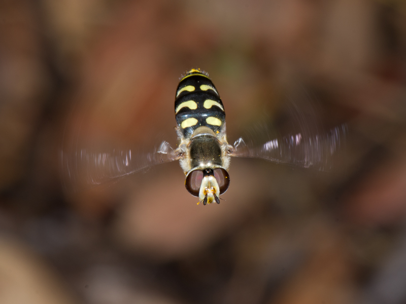 Scaeva pyrastri (Syrphidae)