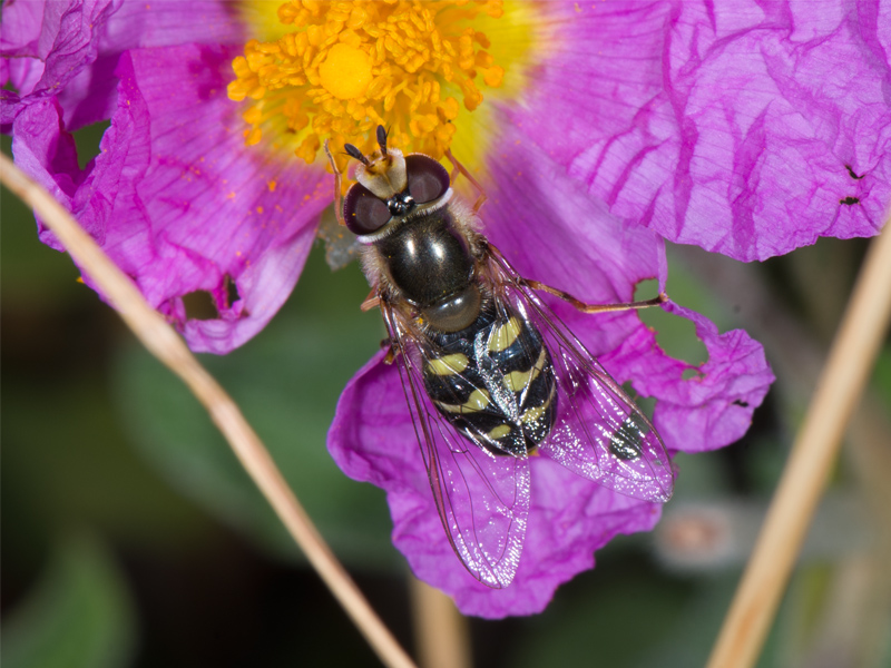 Scaeva pyrastri (Syrphidae)