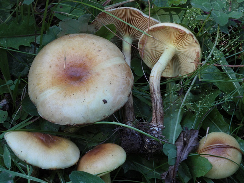 Cortinarius sp.