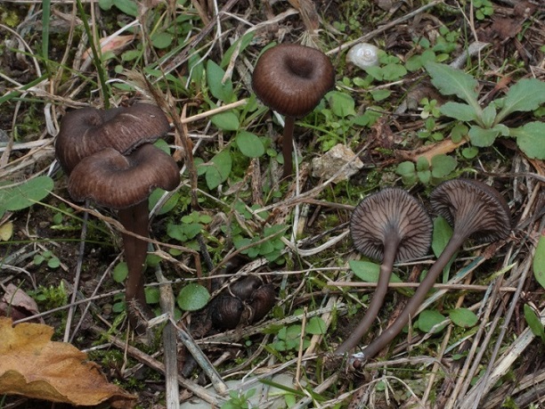 Un''ipotesi per un Entoloma
