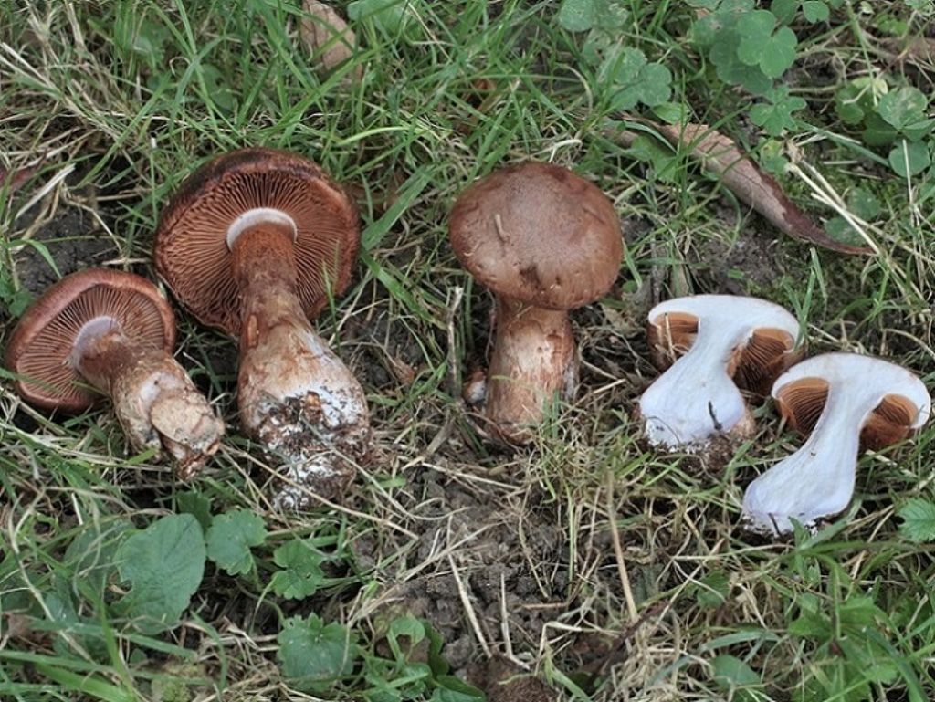 Cortinarius sp