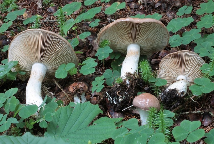 Cortinarius sp