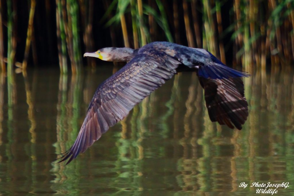 cormorano