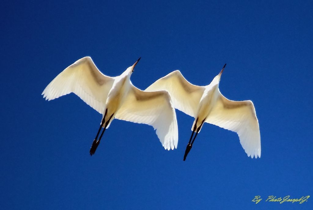 garzette in volo