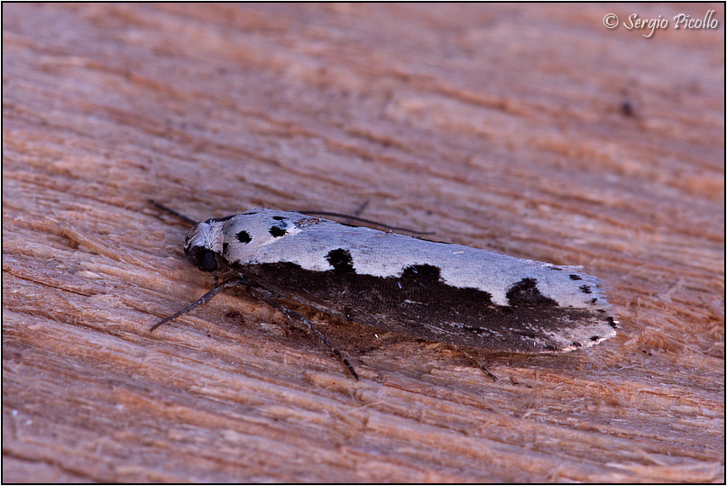Elachistidae - Ethmia bipunctella