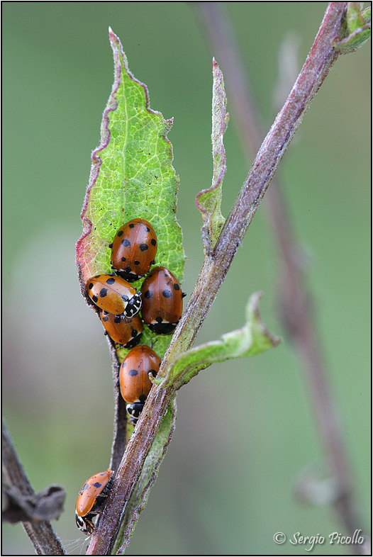 Coccinellidae: Hippodamia variegata