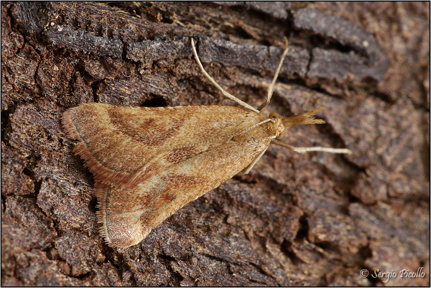 Crambidae da ID- Synaphe punctalis - Pyralidae