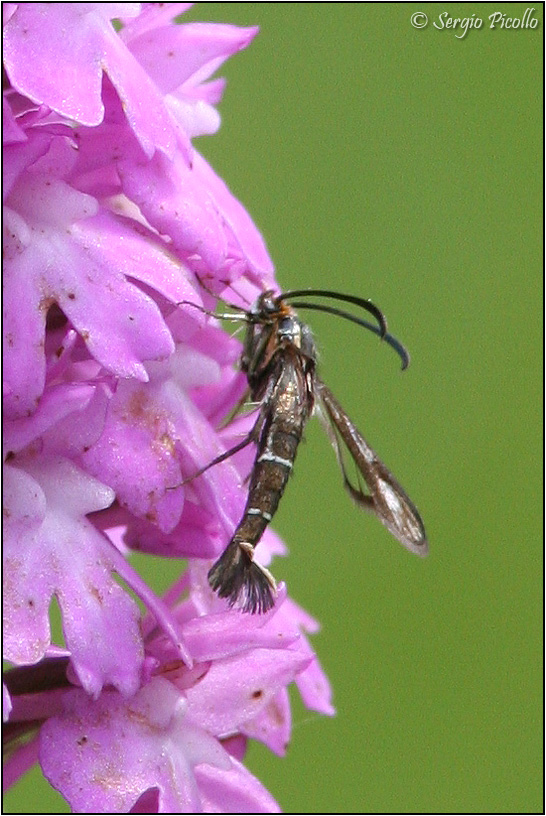 Sesiidae forse Synanthedon?