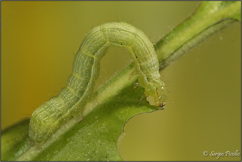 Bruco di Geometridae - No, Noctuidae Plusiinae: Chrysodeixis chalcites