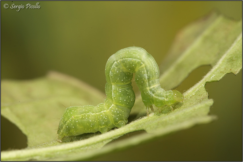 Bruco di Geometridae - No, Noctuidae Plusiinae: Chrysodeixis chalcites