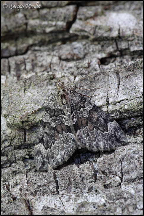 Geometridae - Entephria caesiata? No, Thera sp.