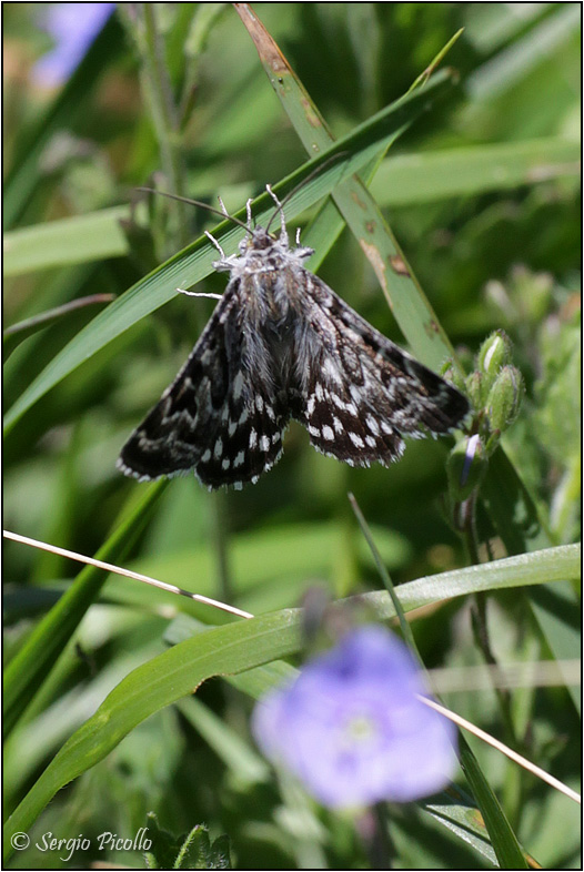 Pyrgus ...e poi? No, Euclidia (Callistege) mi, Erebidae