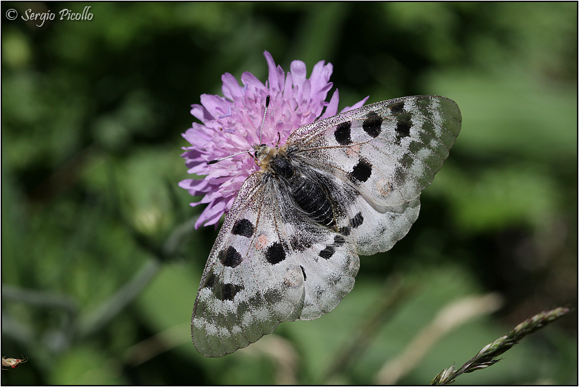 Parnassius apollo