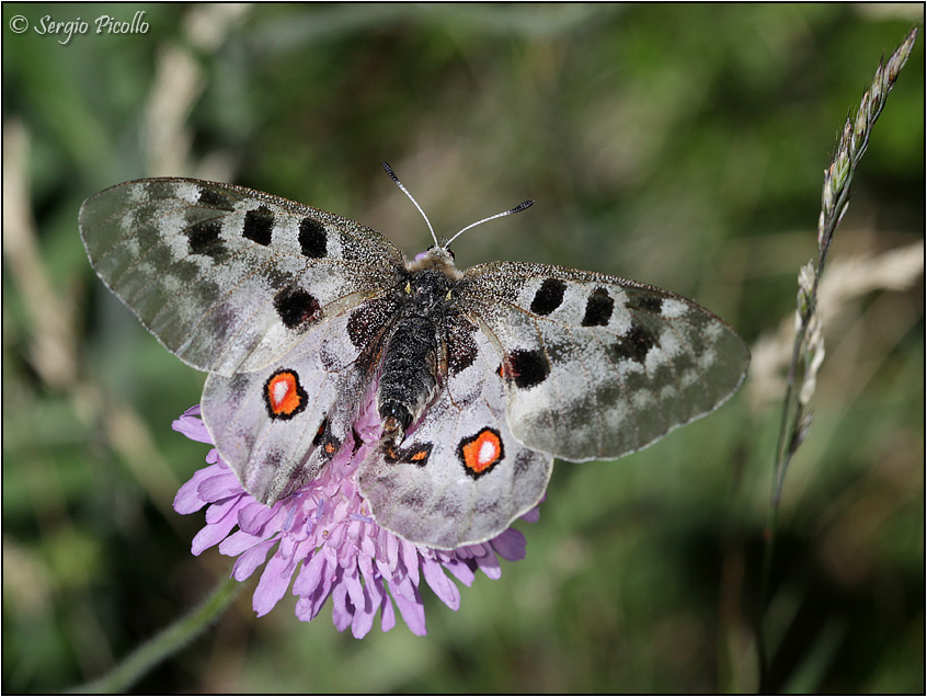 Parnassius apollo