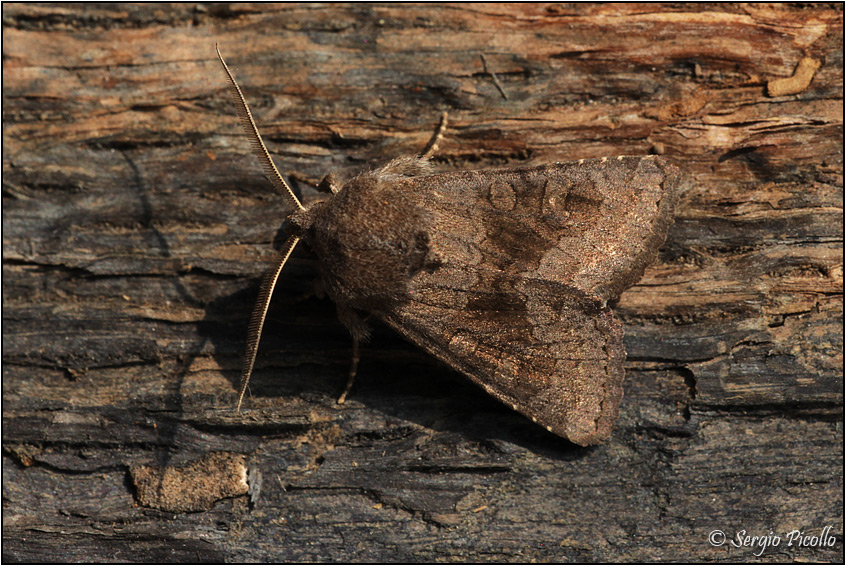 Noctuidae: Luperina testacea?  No, Aporophyla cfr. lueneburgensis